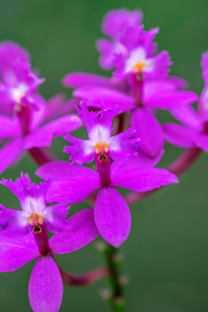 Orchid-Epidendrum